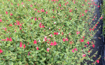 Salvia microphylla Hot Lips